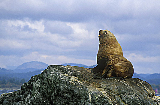 海狮,休闲,比赛,石头,靠近,维多利亚,不列颠哥伦比亚省,加拿大