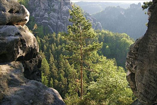 德国,萨克森,砂岩,石头,瑞士,风景,松树