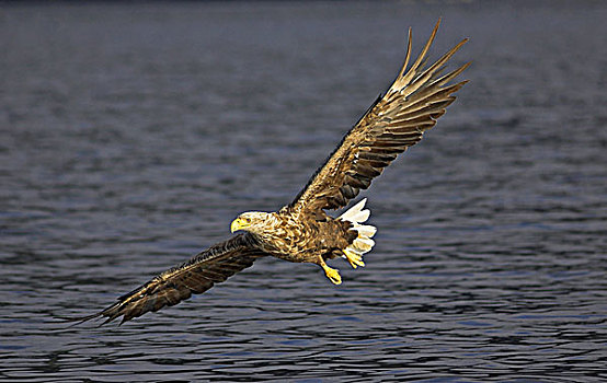 白尾,鹰,成年,飞行,上方,水,挪威,欧洲
