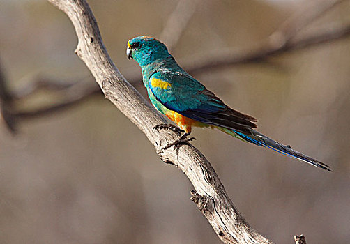 鹦鹉,南澳大利亚州,澳大利亚