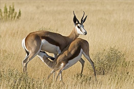跳羚,母鹿,吸吮,幼兽,埃托沙国家公园,纳米比亚,非洲
