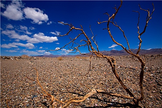 死亡谷国家公园,加利福尼亚,干燥,枝条