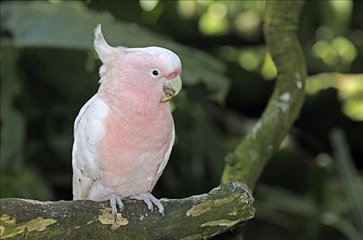 美冠鹦鹉,粉色,凤头鹦鹉,稀有,鸟,新南威尔士,澳大利亚