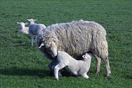 家羊,哺乳,羊羔,绵羊
