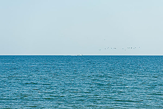 海景,船,鸟,远景