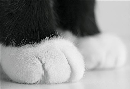 猫,爪子