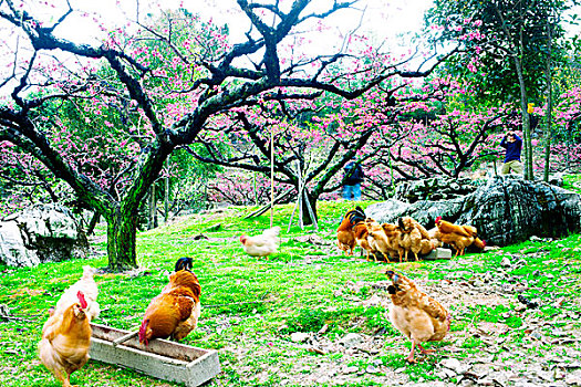 连平,桃花,桃林,鸡