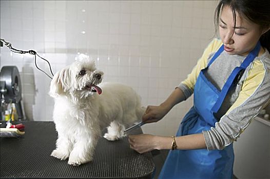 女人,修饰,梗犬