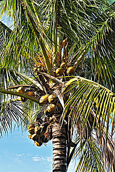 椰树,椰,省,哥斯达黎加,中美洲