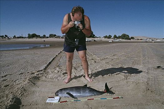 摄影,鼠海豚,杀死,网,鲨鱼,鱼,加利福尼亚湾,墨西哥