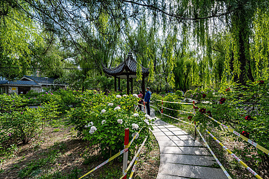 中国长春牡丹园春季风景