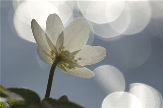 白头翁,银莲花属,德国