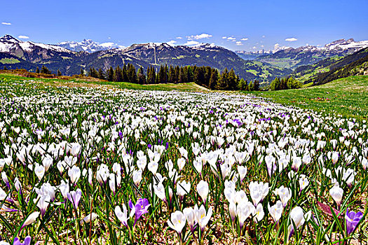 花,藏红花,草地,靠近,凹,旅游,沃州,瑞士,欧洲