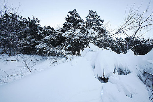 雪景