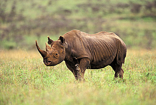 肯尼亚,内罗毕国家公园,黑犀牛,濒危物种