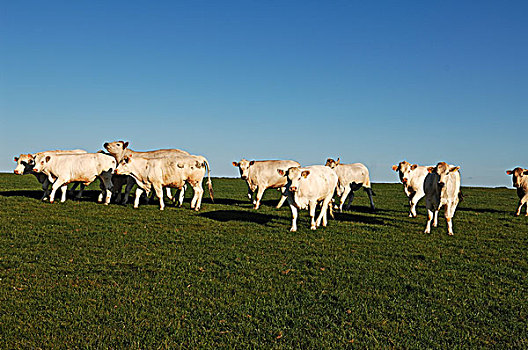 夏洛莱牛,牛,草场,蓝天,德文郡,英格兰,英国,欧洲