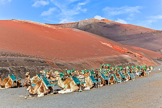 骆驼,蒂玛法雅国家公园,等待,旅游