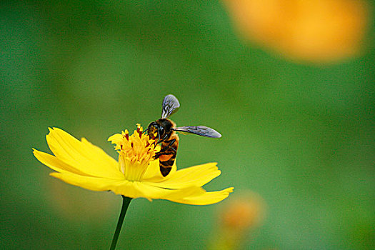 蜜蜂,孟加拉,一月,2009年