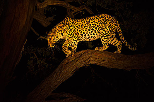 豹,女性,下降,树,夜晚,莫雷米禁猎区,奥卡万戈三角洲,博茨瓦纳