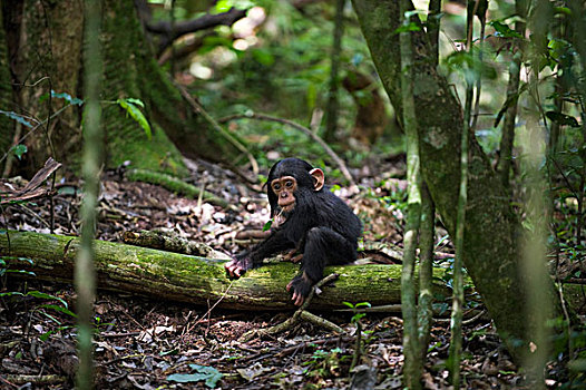 黑猩猩,类人猿,1岁,幼仔,玩,原木上,西部,乌干达