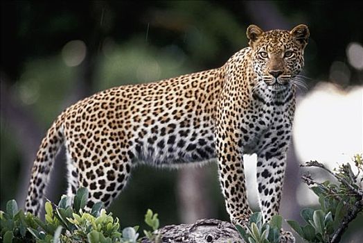 豹,雌性,肖像,莫瑞米,野生动植物保护区,博茨瓦纳