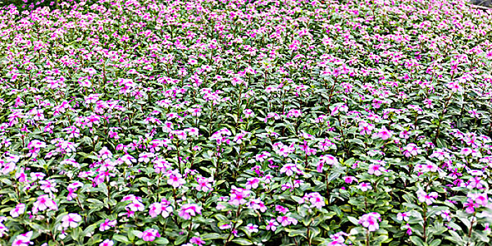 花海,鲜花,茂盛,生命力