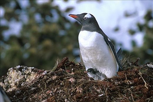 巴布亚企鹅,巢穴,南乔治亚,岛屿