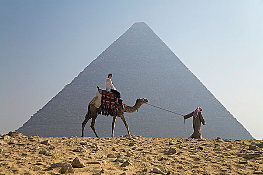女青年,游客,骑,骆驼,领着,引导,吉萨金字塔,开罗,埃及,非洲