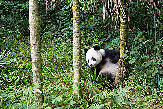 大熊猫,2岁,中国,研究中心,成都,四川,亚洲