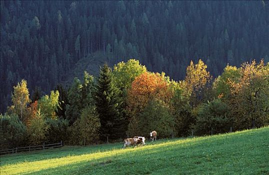 母牛,秋景,卡林西亚,奥地利