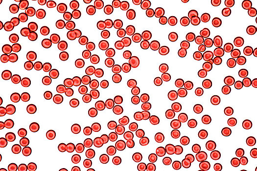 血细胞,显微照相