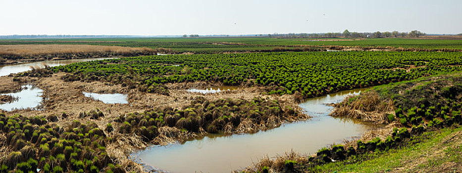 黑龙江春天的湿地