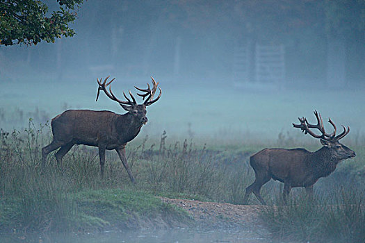 两个,赤鹿,鹿属,鹿,雄性,雾状,早晨