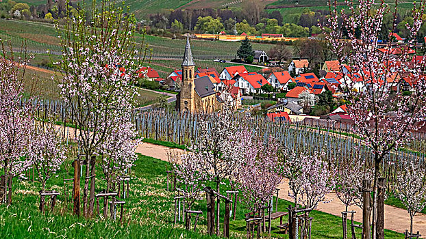 杏花,靠近,普拉蒂纳特,葡萄酒,路线,莱茵兰普法尔茨州,德国