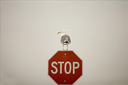 海鸥,停车标志