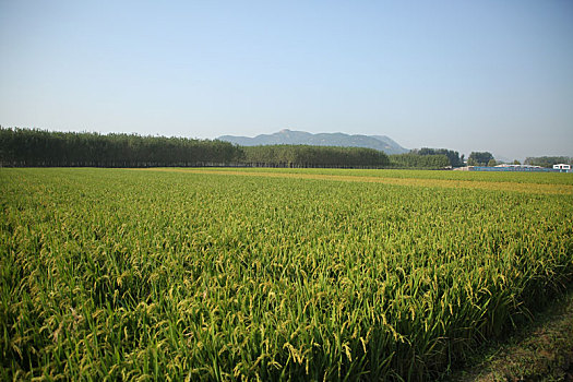 山东省日照市,金色大地稻浪翻滚,万亩水稻即将开镰收割