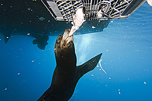 墨西哥,瓜德罗普岛,加州海狮,诱饵,盒子,大白鲨