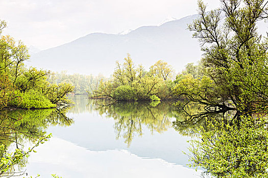 柳树,自然保护区,瑞士