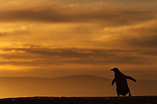 巴布亚企鹅,日落,岛屿,福克兰群岛