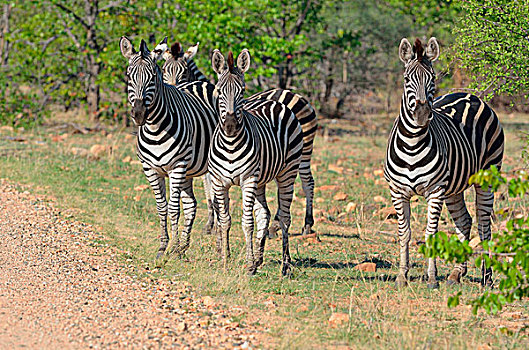 斑马,站立,边缘,碎石路,克鲁格国家公园,南非,非洲