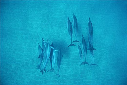飞旋海豚,长吻原海豚,群,水下,夏威夷