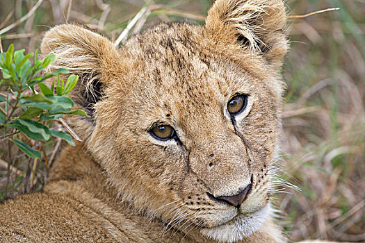 非洲狮,狮子,4-5岁,老,幼兽,马赛马拉国家保护区,肯尼亚