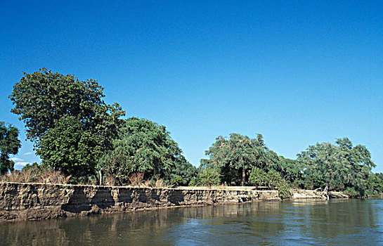 树,河,赞比西河,国家公园,津巴布韦