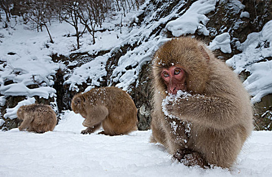 雪猴,日本,阿尔卑斯山,本州