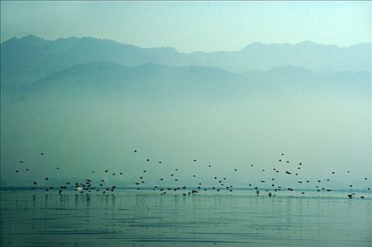 成群,水鸟,薄雾,虚幻,山脉,背景,茵莱湖,掸邦,缅甸