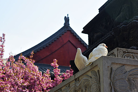 寺庙,鸽子