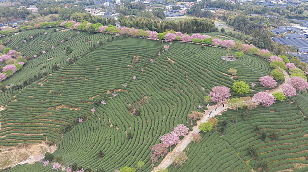 春季自然风光福建漳平永福樱花园