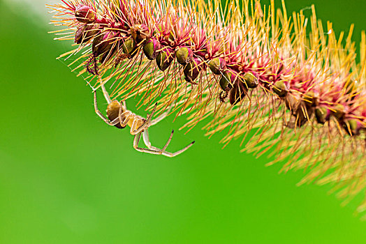 微距摄影昆虫,狗尾草上的蜘蛛