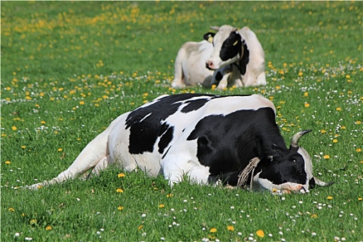 母牛,弗里堡,瑞士,休息