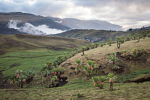 埃塞俄比亚,风景,巨大,山梗莱属植物,乡村,黎明,雾气,塞米恩国家公园